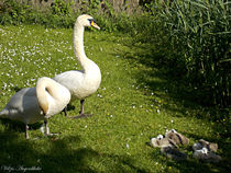 In the child room of family swan... von voelzis-augenblicke