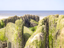 Seaweed covered stones at low tide by Nicole Bäcker