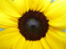 Sommer-Sonne-Blume von Eike Holtzhauer