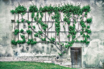 Winemakers wall 6064 von Mario Fichtner