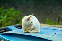 Eine kleine Katze sitzt auf einer blauen Mülltonne by Gina Koch