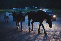 Light behind horses by Salvatore Russolillo