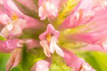 Kleeblüte Makro by toeffelshop