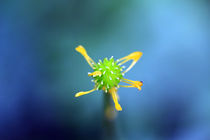 gelb grüne Blüte by jaybe
