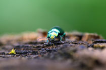 metallischer grüner Käfer von jaybe