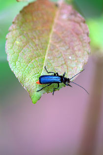 Käfer auf Blatt by jaybe