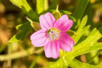 Winzig-kleine pinke Blüte by toeffelshop