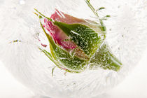 Rose in Eiskugel 1 von Marc Heiligenstein