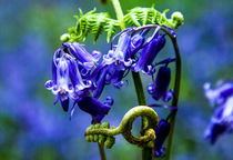 Bluebells in Closeup by Les Mitchell