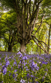 Old tree viewed from the bluebell carpet von Les Mitchell