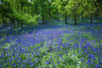 Bluebell Wood by Les Mitchell