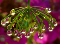 Chandelier of raindrops on the fennel by Yuri Hope