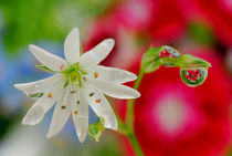 White flower and rain drops by Yuri Hope