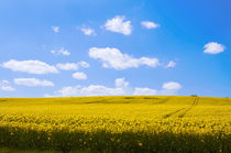 Yellow canola field in the sun with  blue sky von Christian Zirsky