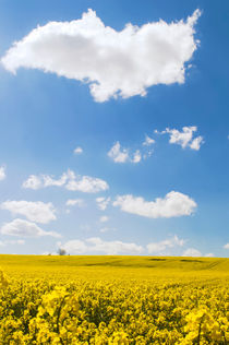 Yellow canola field in the sun with  blue sky by Christian Zirsky