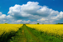 Yellow canola field in the sun with  blue sky von Christian Zirsky