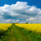 Gelbe-rapsfelder-in-der-sonne-mit-blauem-himmel-und-wolken-1390