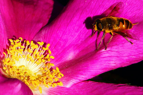 Honigbiene-auf-rosa-bluete-mit-gelben-staubgefaessen-7762