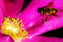 Honey bee on a pink camellia with yellow stamens by Christian Zirsky