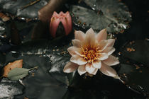 Flowering water lilies  von whiterabbitphoto