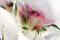 Roses in ice balls by Marc Heiligenstein