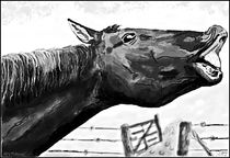  Horse Portrait Grey Hallo von Sandra  Vollmann