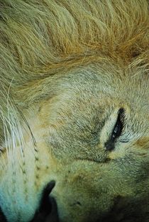 the lion (not only) sleeps tonight... 3 von loewenherz-artwork