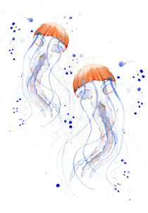 Jellyfish by Kris  Efe
