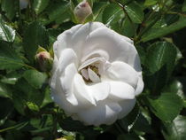 White Rose  by ivy