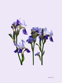 Group of Purple Irises von Susan Savad