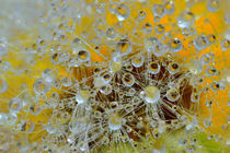 Fluffy dandelion in the droplets of rain  von Yuri Hope