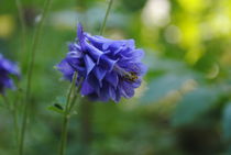 lilac flower von Anette H.