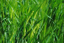 grass von Anette H.