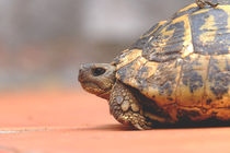 turtle von emanuele molinari