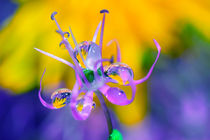 Graceful flower in rain drops von Yuri Hope