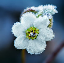 Beautiful frozen flower. by Maxim Khytra