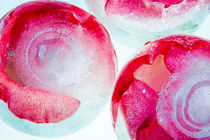 Wild roses in ice balls 1 von Marc Heiligenstein