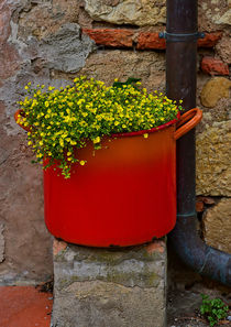 flower pot - BlumenTopf von Peter Bergmann