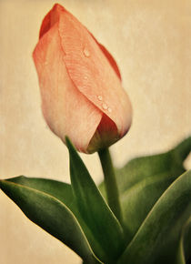 Tulpe von Peter Bergmann