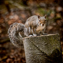 Gimme a Nut by Colin Metcalf