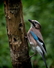 A Jay by Colin Metcalf