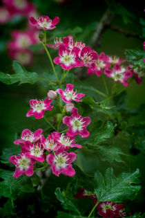 Pink Hawthorn Blossom von Colin Metcalf
