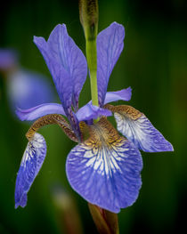 Blue Iris von Colin Metcalf