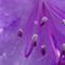 Bluerenstempel-lila-abstrakt