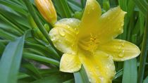 Gelbe Lilie im Regen  von artofirenes
