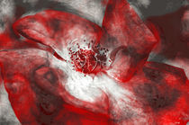 Red rose by AD DESIGN Photo + PhotoArt