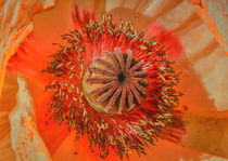 Blütenstempel der besonderen Art by Gisela Peter