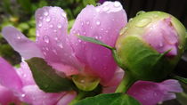 Regentropfen auf Sommerblüte  by artofirenes