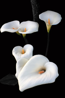 Lilies by Aidan Moran
