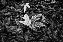 maple leaves in black and white by timla